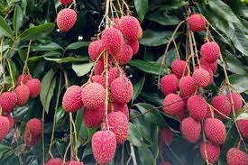 Pregon Agropecuario :: Catálogo de frutas: DAMASCO - Producciones de  Economias Regionales - Fruticultura